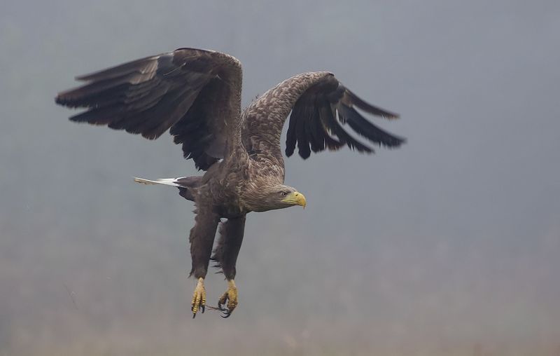 Zeearend (White-tailed Eagle)