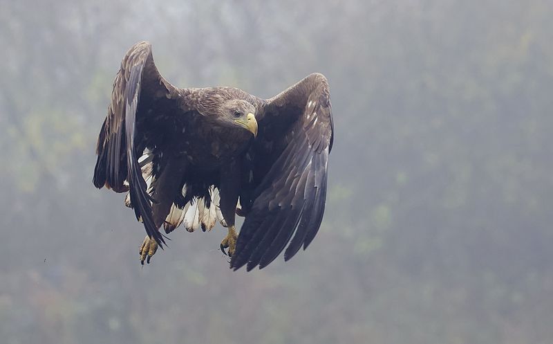 Zeearend (White-tailed Eagle)