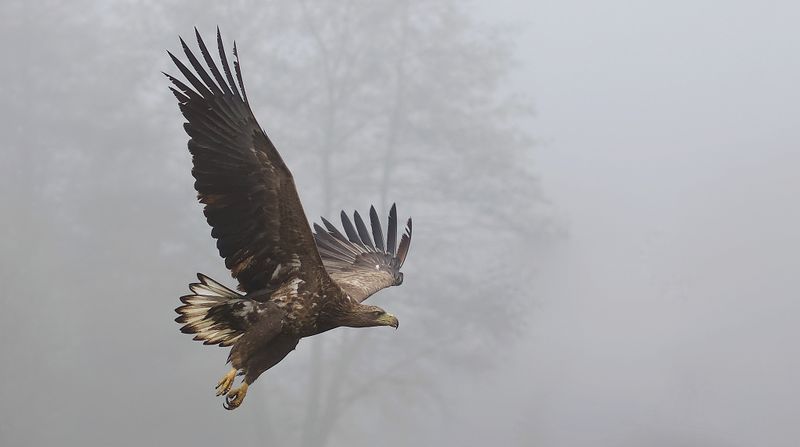 Zeearend (White-tailed Eagle)