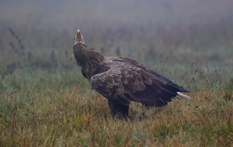 Zeearend (White-tailed Eagle)