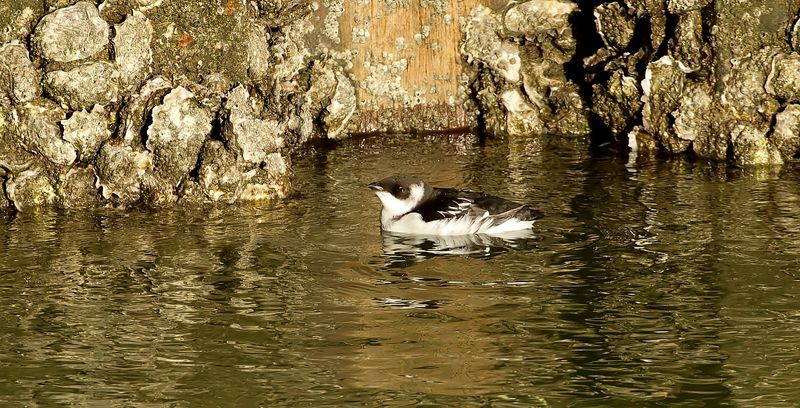 Kleine Alk (Little Auk)