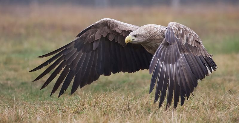 Zeearend (White-tailed Eagle)