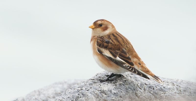 Sneeuwgors (Snow Bunting)