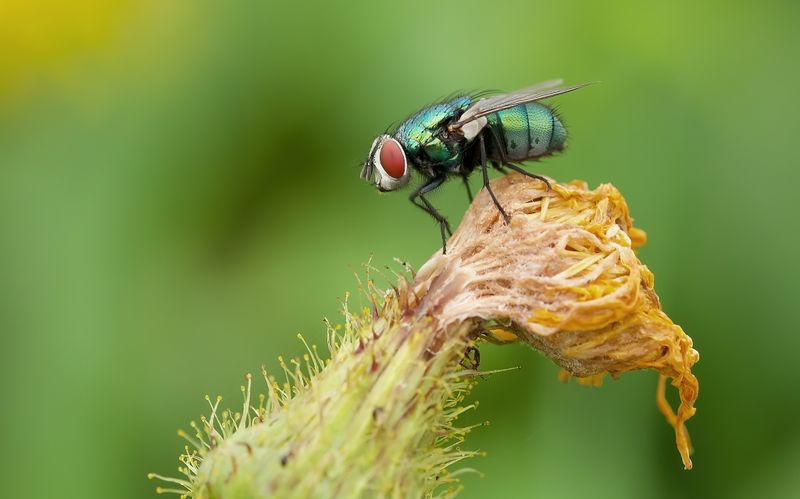 Groene Vleesvlieg (Lucilia sericata; syn.: Phaenicia sericata) - Common Green Bottle Fly