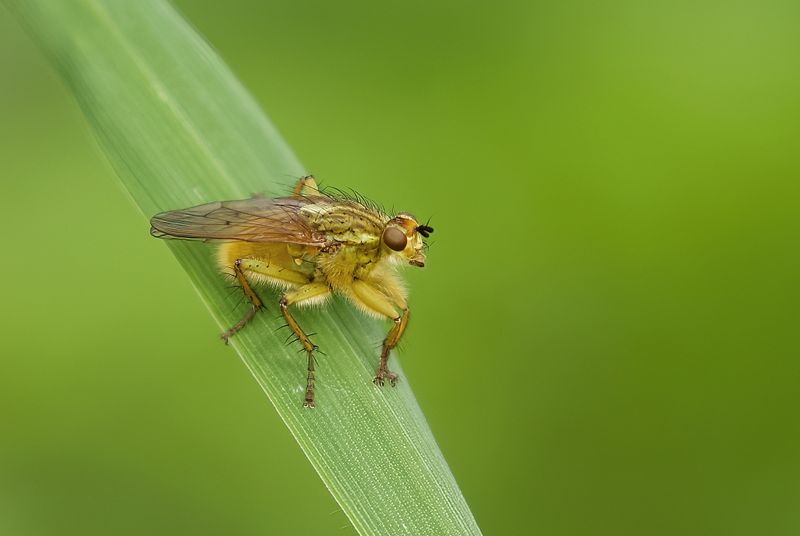 Strontvlieg (Scathophaga stercoraria) - Yellow Dung Fly