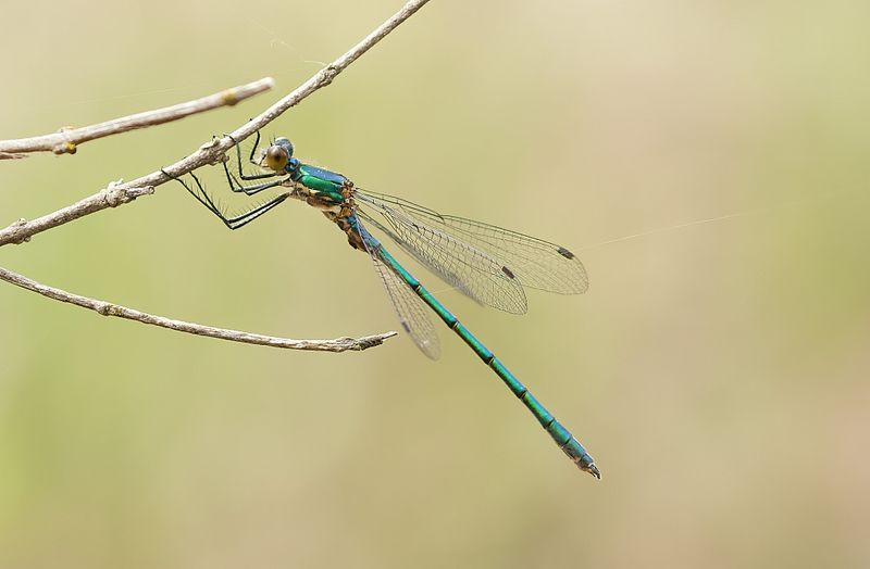 Oostelijke Houtpantserjuffer (Chalcolestes parvidens) - Eastern willow spreadwing