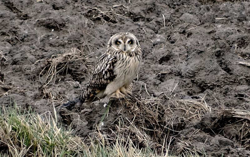 Velduil (Short-eared Owl)