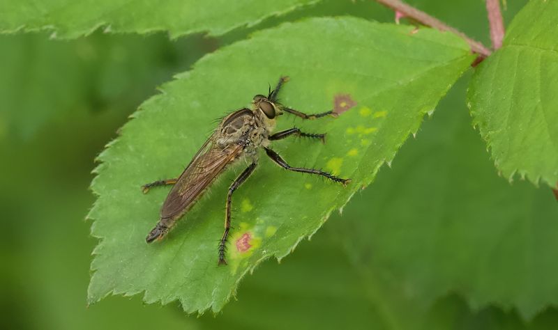 Roodbaardroofvlieg (Eutolmus rufibarbis)