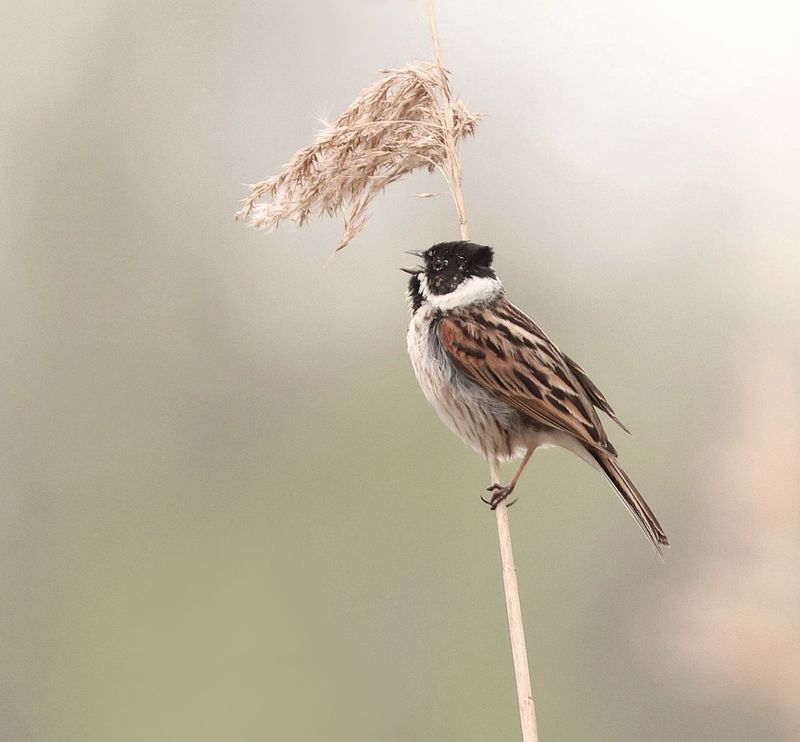 Rietgors (Common Reed Bunting)