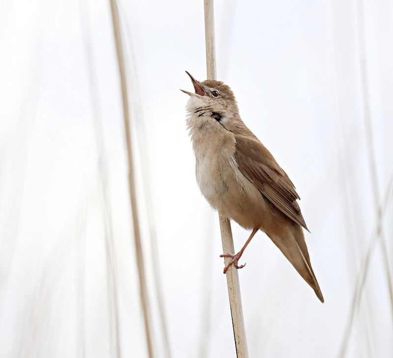 Snor (Savis Warbler)