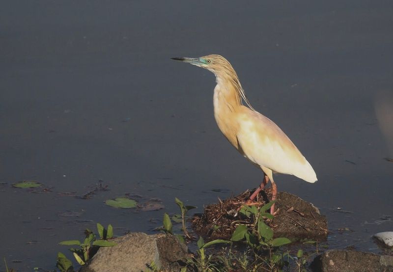 Ralreiger (Squacco Heron)