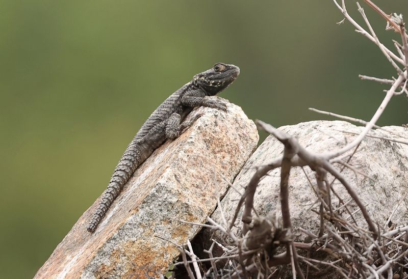 Hardoen (Starred Agama)