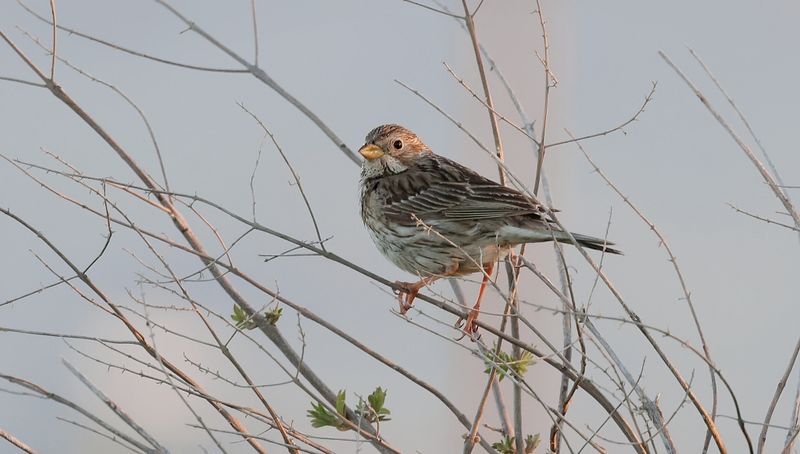 Grauwe Gors (Corn Bunting)