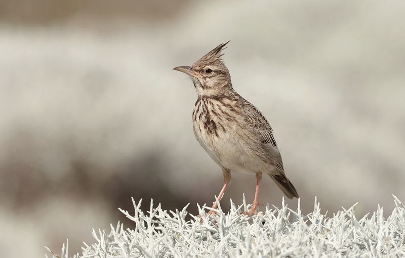 Kuifleeuwerik (Crested Lark)