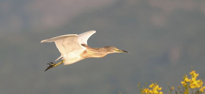 Ralreiger (Squacco Heron)