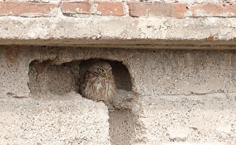 Steenuil (Little Owl)