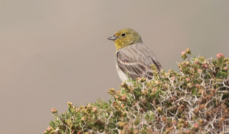 Smyrnagors (Cinereous Bunting)