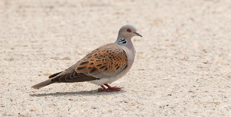 Zomertortel (Turtle Dove)