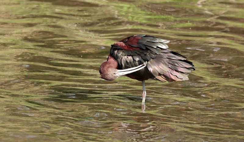 Zwarte Ibis (Glossy Ibis)