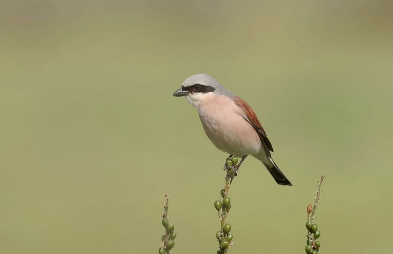Grauwe Klauwier (Red-backed Shrike)