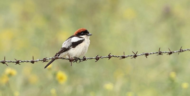 Roodkopklauwier (Woodchat Shrike)