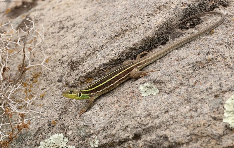 Reuzensmaragdhagedis (Balkan Green Lizard)