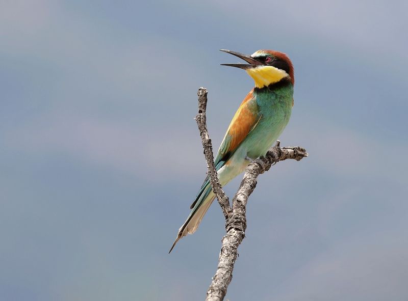 Bijeneter (European Bee-eater)
