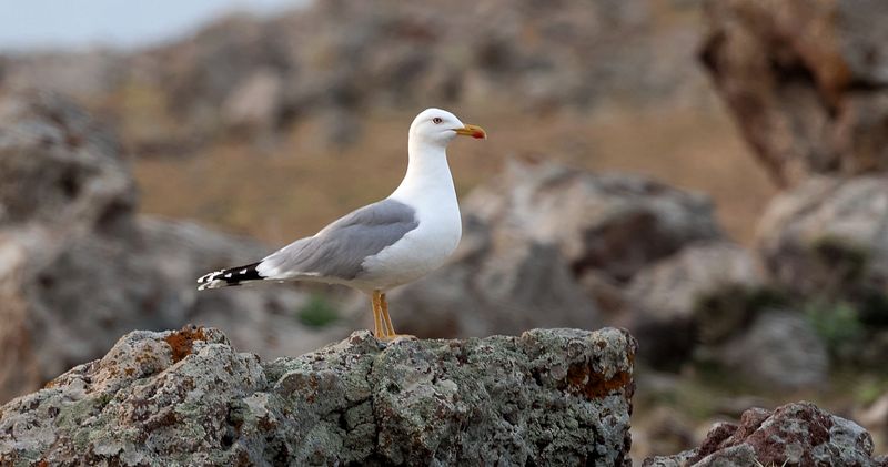 Geelpootmeeuw (Yellow-legged Gull)