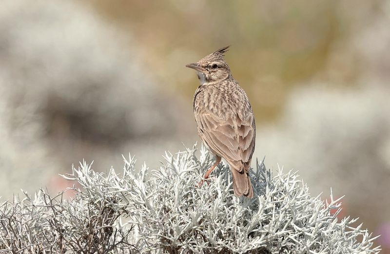 Kuifleeuwerik (Crested Lark)