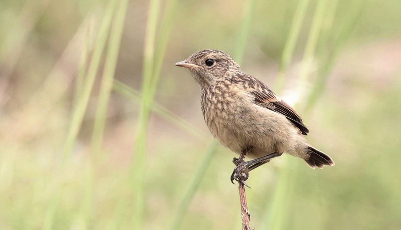 Roodborsttapuit (European Stonechat)