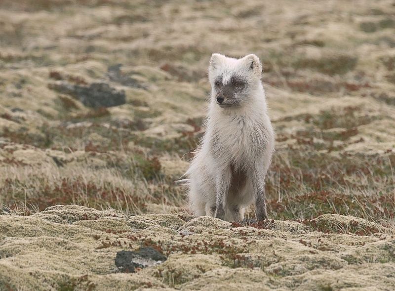 Poolvos (Arctic Fox)