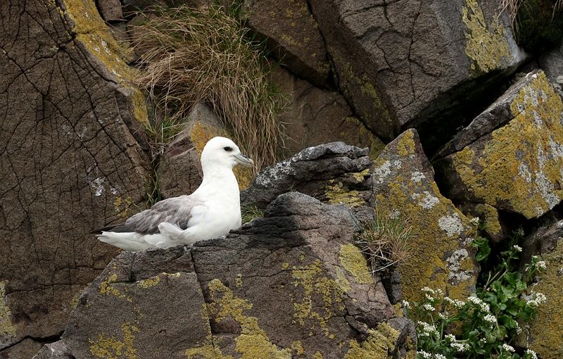Noordse Stormvogel (Northern Fulmar)