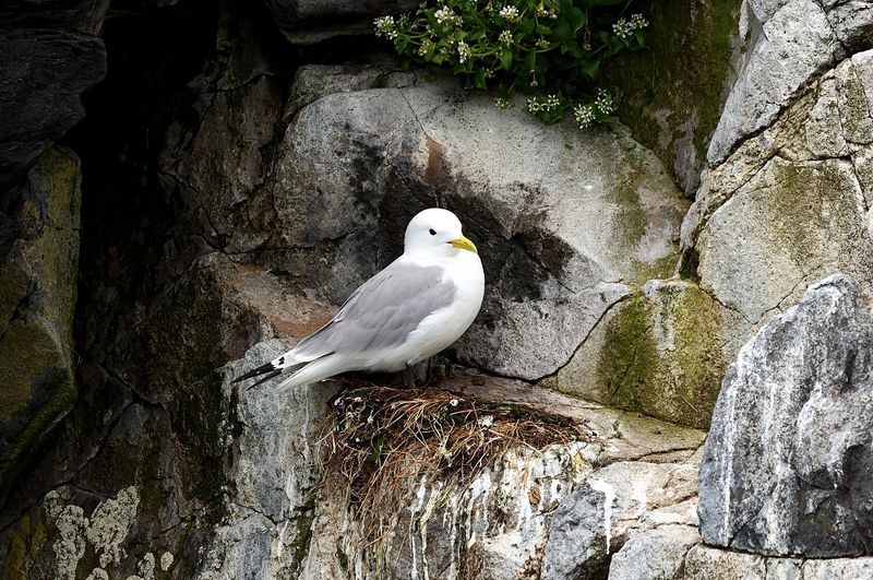 Drieteenmeeuw (Black-legged Kittiwake)