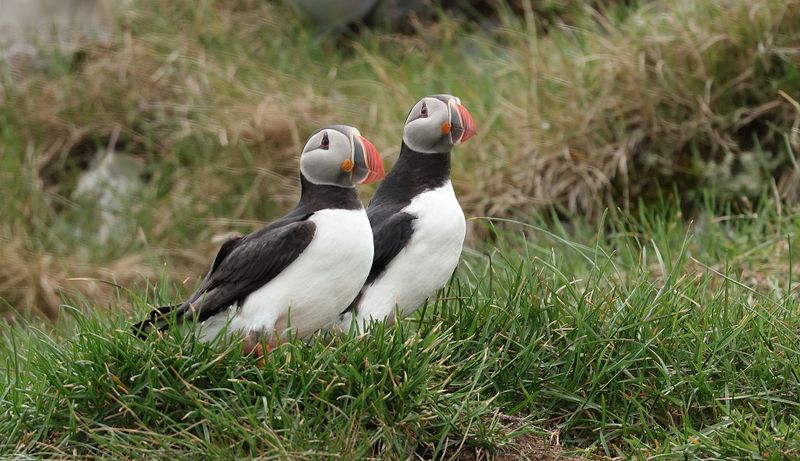 Papegaaiduikers (Atlantic Puffins)