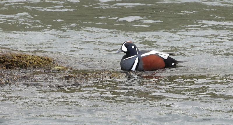 Harlekijneend (Harlequin Duck)