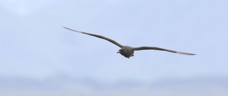 Kleine Jager (Arctic Skua)
