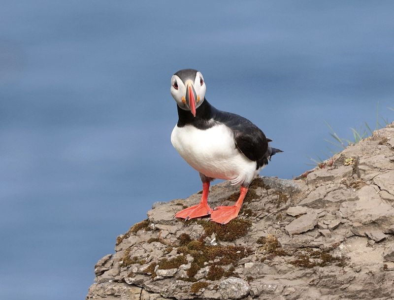 Papegaaiduiker (Atlantic Puffin)