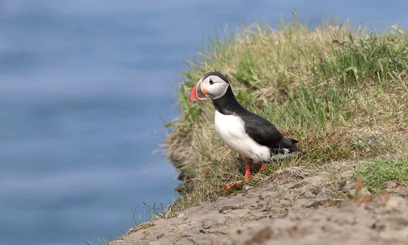 Papegaaiduiker (Atlantic Puffin)