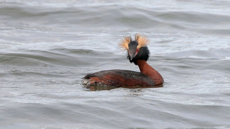 Kuifduiker (Slavonian Grebe)