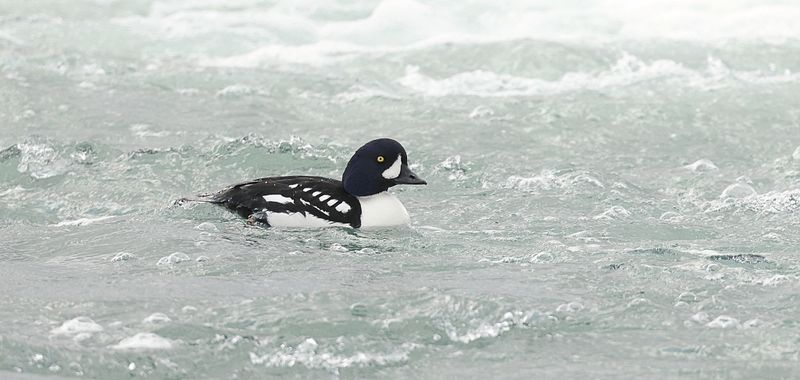 IJslandse Brilduiker (Barrows Goldeneye)