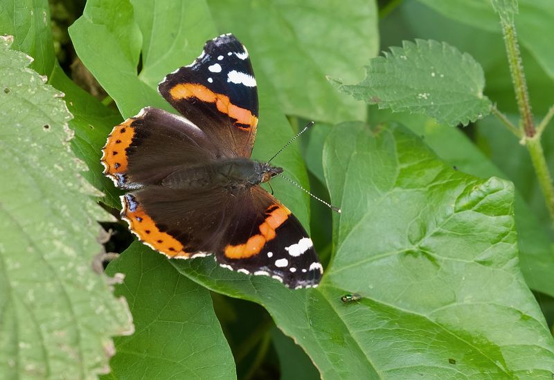 Atalanta (Vanessa atalanta) - Red admiral