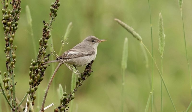 Griekse Spotvogel (Olive-tree Warbler)