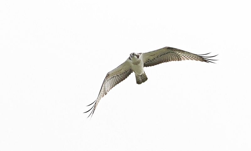 Visarend (Western Osprey)