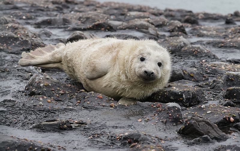 Grijze Zeehond (Grey Seal)