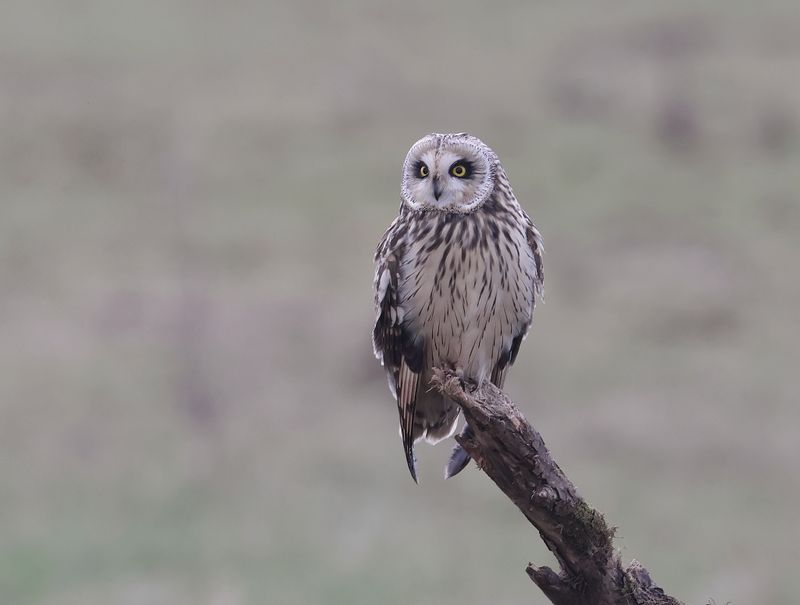 Velduil (Short-eared Owl)