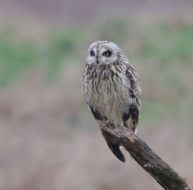 Velduil (Short-eared Owl)