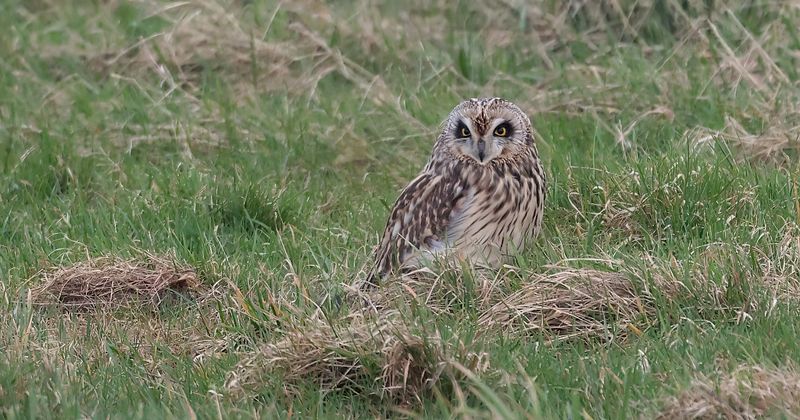 Velduil (Short-eared Owl)