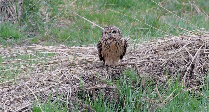 Velduil (Short-eared Owl)