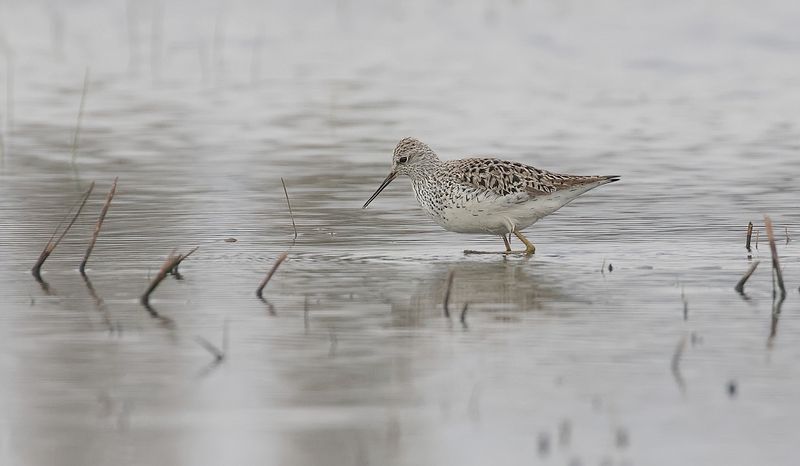 Poelruiter (Marsh Sandpiper)