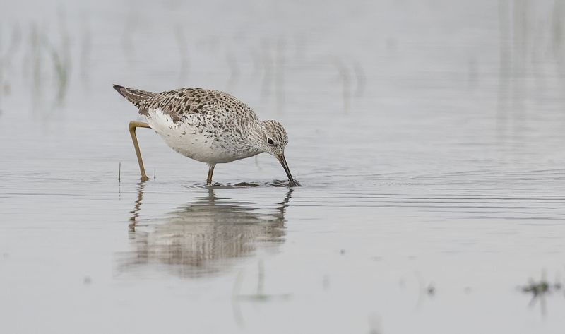 Poelruiter (Marsh Sandpiper)